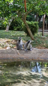 Ivanna_Diamon Zoo! i love it 😍 зображення 4