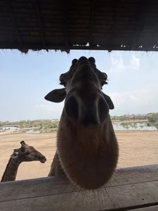 CuteNessy My new friend 🦒 사진 5