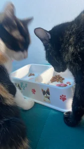 Muscle_King_Cum My Cats Immagine 