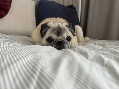 Goddess_of_Fertility 𝑷𝒖𝒈𝒈𝒊 :З Pic