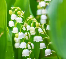 Audrey_Aura LILY OF THE LILY MY FAVORITE FLOWERS Pic 6