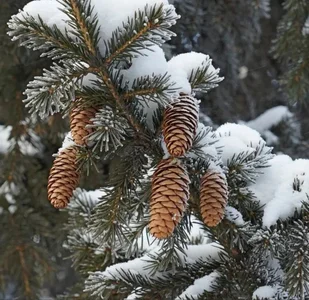 MichelleGrase Magical Winter Εικόνα