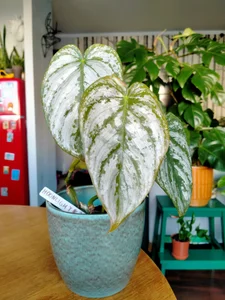 SluttyBanana BDAY August '22 Pic 4