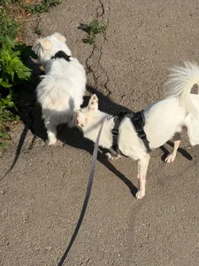 AnabelHun Exploring city streets with my furry friend Foto 3