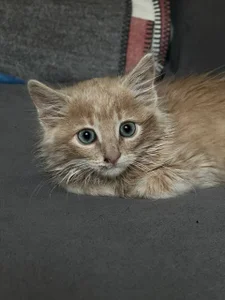 Oscar od SweetGirl1-  snímek