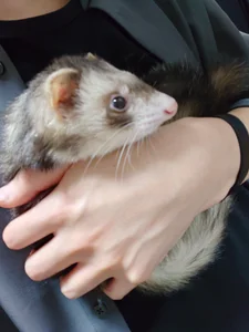 Pui-ChPublic图片 7