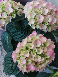 Divinna TAVASZ A KERTBEN Foto 3