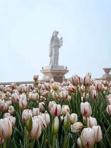 Candy_Sweetie_ Beautiful flowers Hình 4