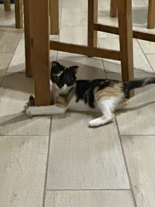 tyler_8x my cats Poză 4