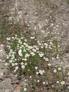 Anita-Smith Nature, forest Pic 4