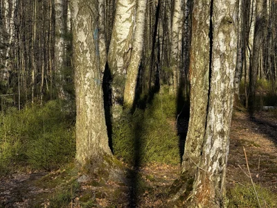 AlexFH life is beautiful slika 7