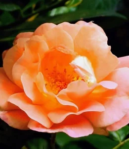 Audrey_Aura ROSES slika 2