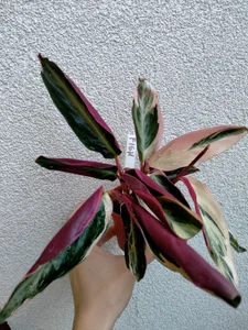 Plants from my lovers <3 wanna buy me plant? Check my tip menu:) de SluttyBanana Foto 5