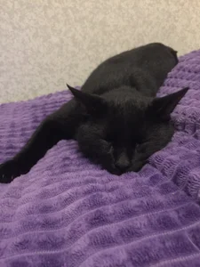 SexyAnny_ my Grisha and Barsik Pic 2