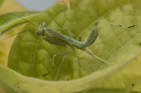 hadeszeuss2のinsectos - insectsの 4枚の写真