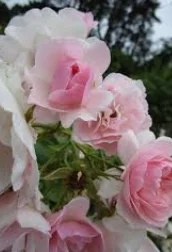 Audrey_Aura ROSES Pic 6