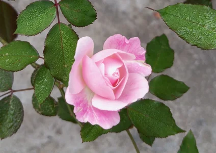 robbart43 Public Foto 3