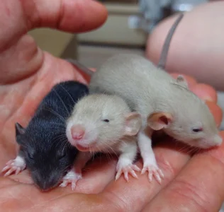 MelissaMays Get to know each other! These are my sweet! Poză