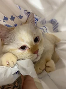 paradisaic_delight kullanıcısının My big little love albümü -  3 fotoğraf