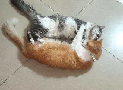 LuciaLaurent my beloved pets Immagine  8