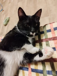 Nana_Osaki1's cat Sex Photo 3