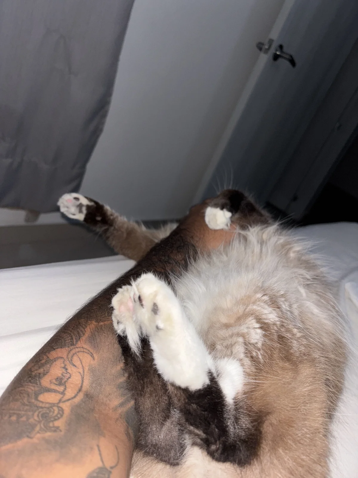 PapiStan  697. kiemelt képe