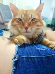 sweetdubros2のSimba🥹😻の 5枚の写真