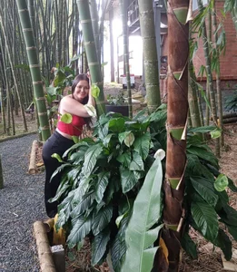 brennastone 🍃🌴natural beauty🌴🍃 Pic 3