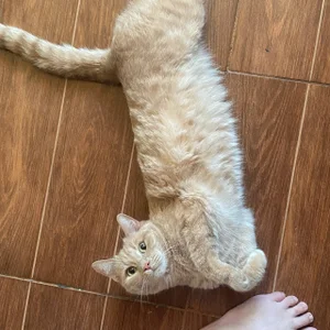 DarkVolt696 ♥️🐈my cats♥️🐈 Foto 3