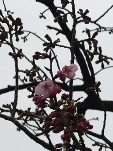 kimagure-fu- Public รูป  2