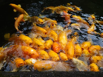 kimagure-fu-'s photo