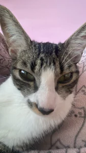 chickenlittle_uwu bebe (my cat the reason im still alive uwu) Pic 2