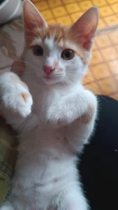 RosieMoons kullanıcısının my cat albümü -  fotoğraf