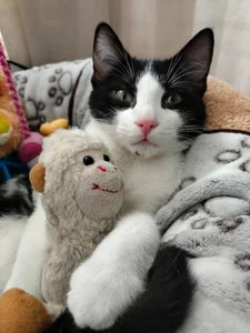 Susa1userma_ Meet my pets Oliver and Dulce🥰 Hình 3