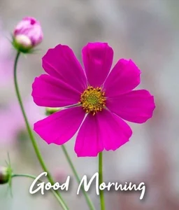 Sainicpl Public зображення