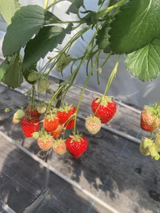 yuna_rin Public Foto 4