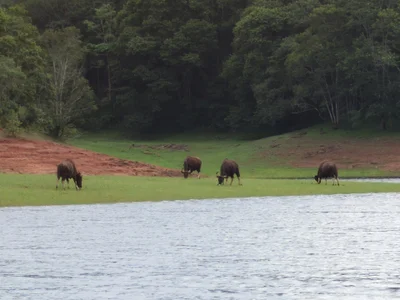 Jorokzzzzz Joe Εικόνα 3