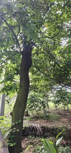 Kore_Persephone Since you walked away, how many places have become vain and meaningless, equal to lights in the day. รูป  4