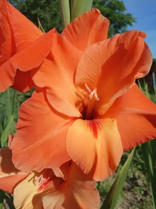 GypsyEsmeralda Love 圖片 5