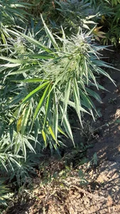 KittaRox Public Pic 3