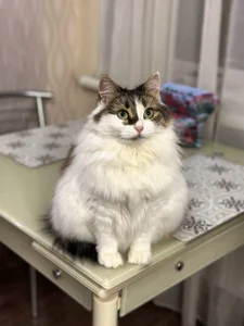 DinaTasty my animals ♡ Gambar