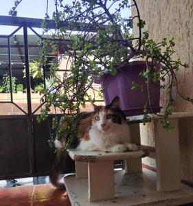 yeliana_sexxy my pets Pic 9