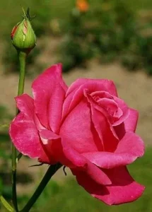 PIG_FUCKER_DADDY Public  3টি ছবি