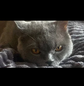 Lii_RoseMy cat Yoda!图片 4