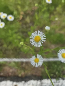 Korea-Kiss 이쁜꽃 Pic 7