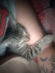 raydres Public Hình 3