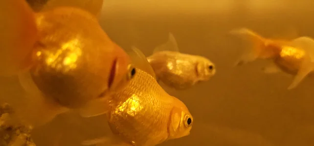 Kore_Persephone 🐚🐠Fish🐟🐡 รูป 