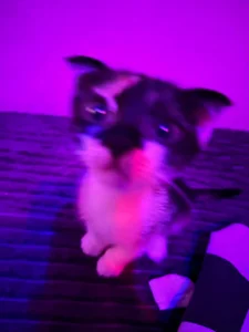 tyler_8x my cats Poză 5