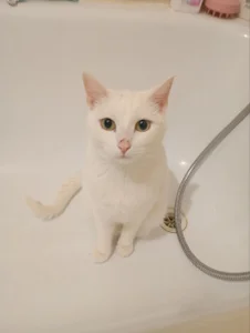 Sylvia_Reed MY CAT FROSKA Pic 2