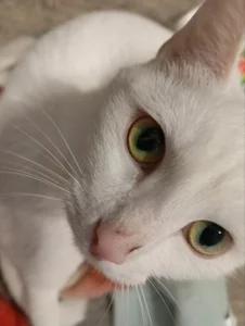 Sylvia_Reed MY CAT FROSKA Pic 5